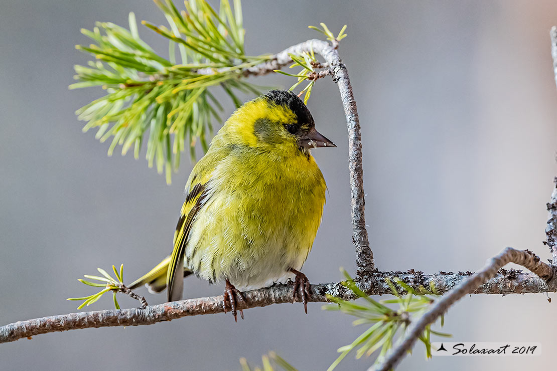 Spinus spinus:  Lucherino (maschio); Eurasian Siskin (male)