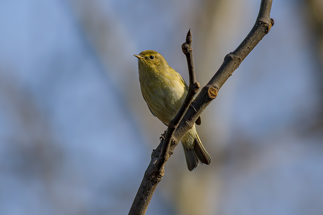 Phylloscopus trochilus - luì grosso - Willow Warbler