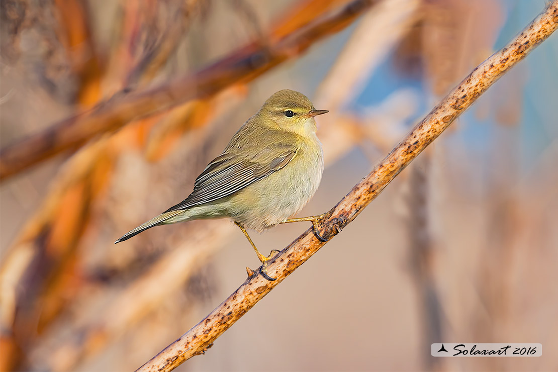 Phylloscopus trochilus - luì grosso - Willow Warbler