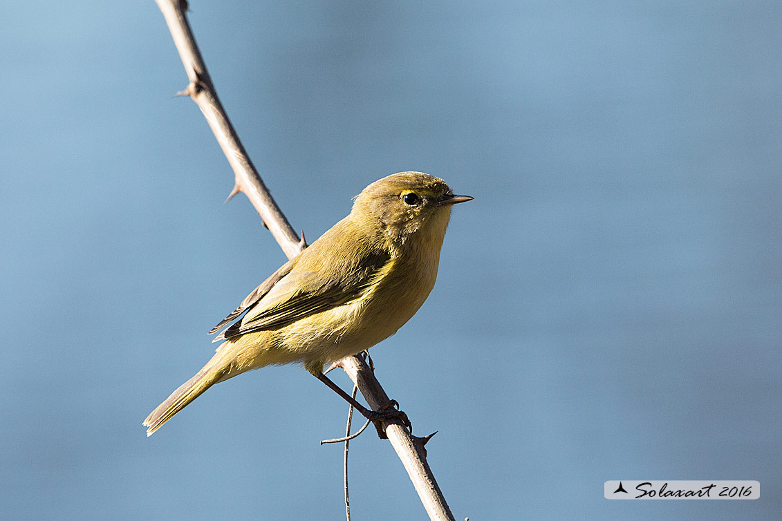 Phylloscopus collybita :  Luì piccolo ;  Common Chiffchaff