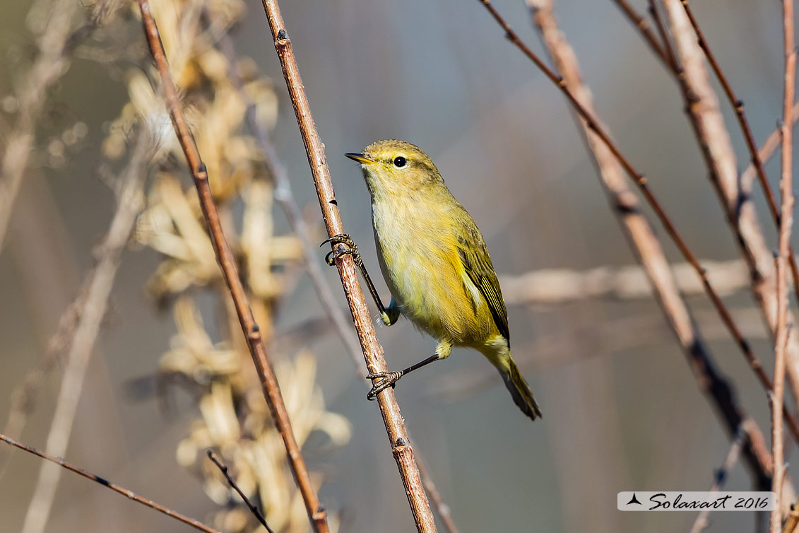 Phylloscopus collybita :  Luì piccolo ;  Common Chiffchaff