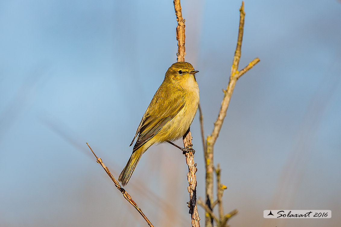 Phylloscopus collybita :  Luì piccolo ;  Common Chiffchaff