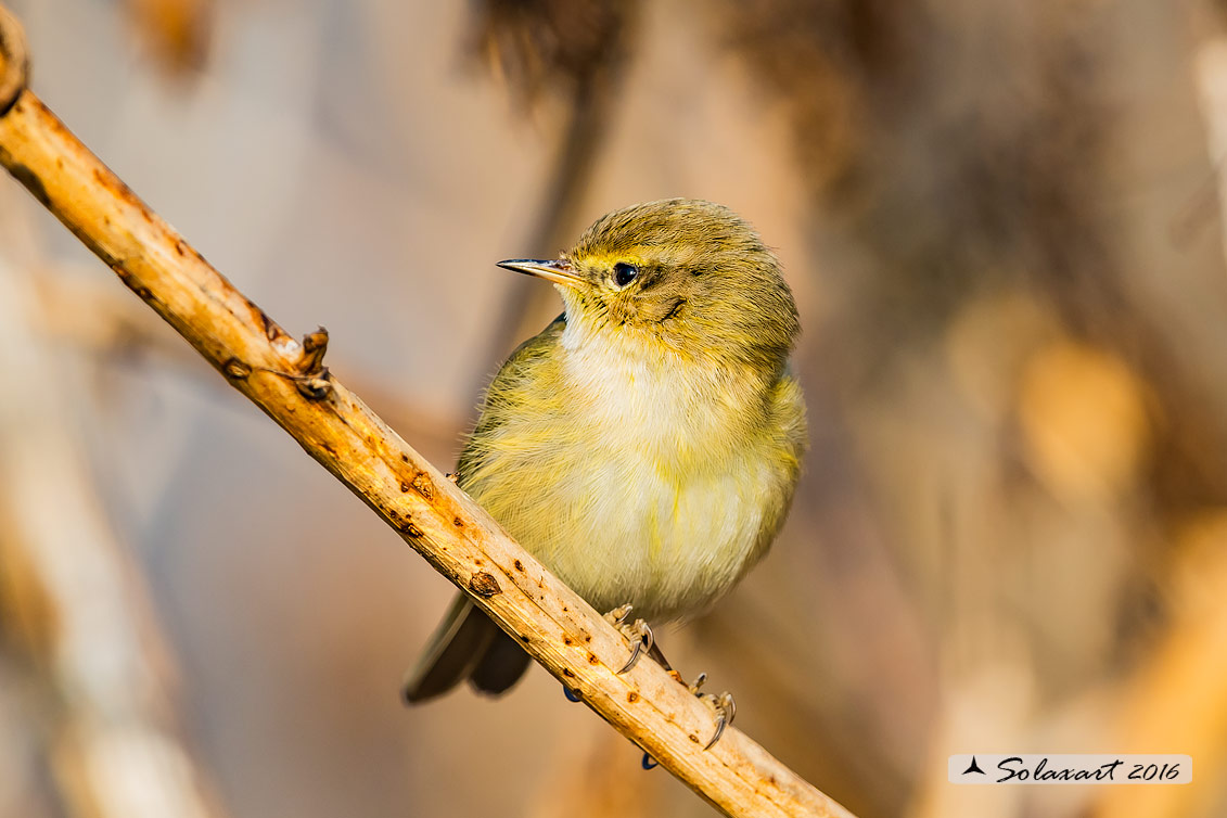 Phylloscopus collybita :  Luì piccolo ;  Common Chiffchaff