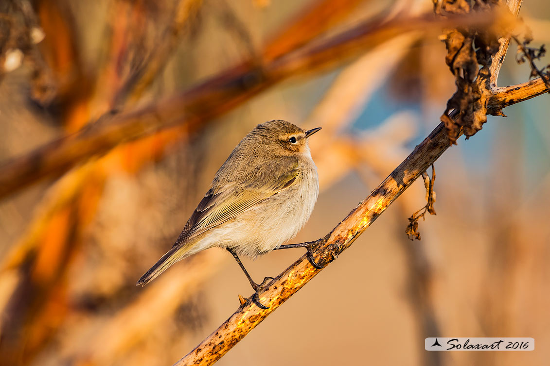 Phylloscopus collybita :  Luì piccolo ;  Common Chiffchaff