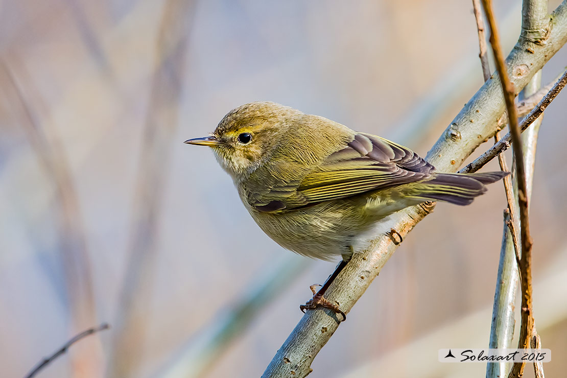 Phylloscopus collybita :  Luì piccolo ;  Common Chiffchaff