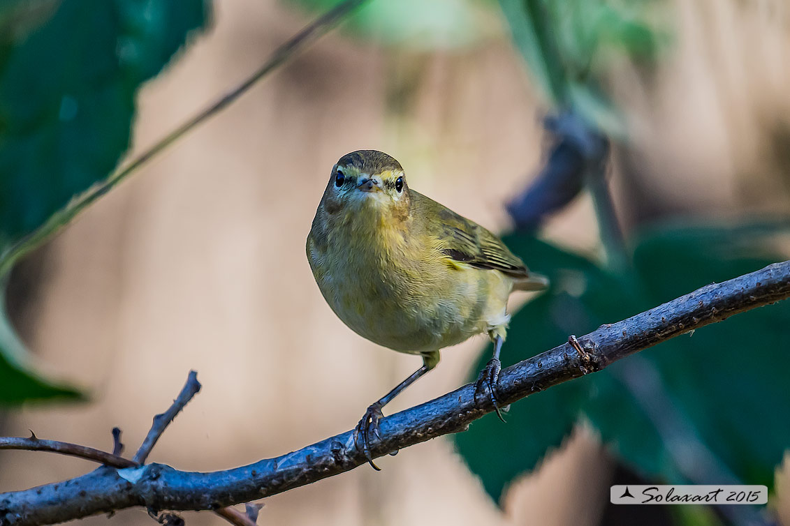 Phylloscopus collybita :  Luì piccolo ;  Common Chiffchaff