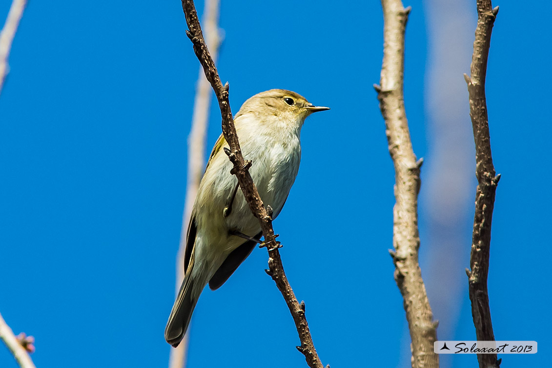 Phylloscopus collybita : Luì piccolo ; Common Chiffchaff