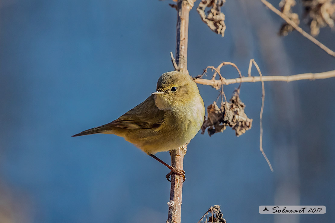 Phylloscopus collybita :  Luì piccolo ;  Common Chiffchaff