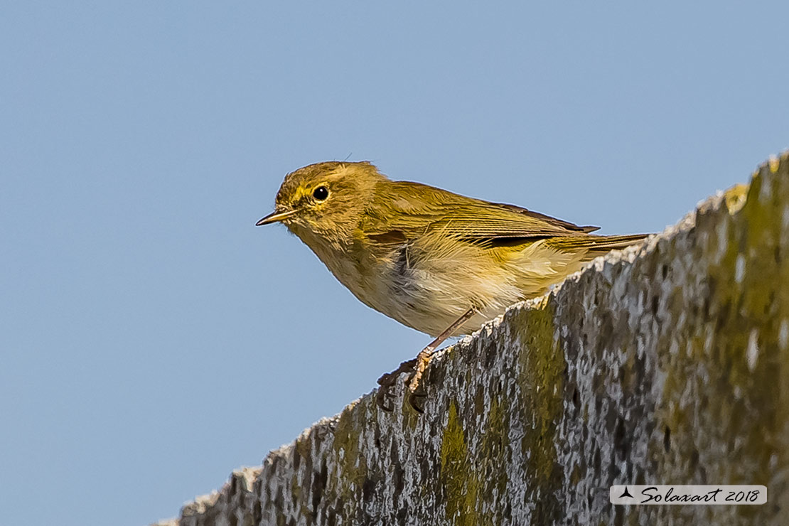 Phylloscopus collybita :  Luì piccolo ;  Common Chiffchaff