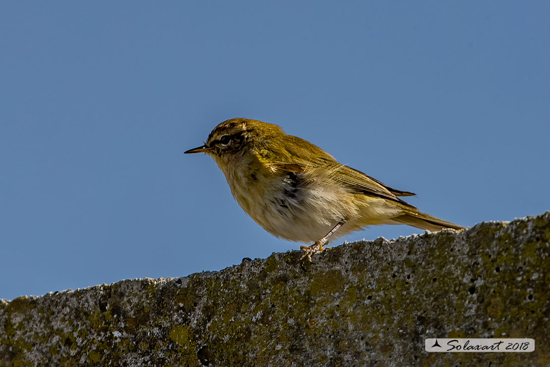 Phylloscopus collybita :  Luì piccolo ;  Common Chiffchaff