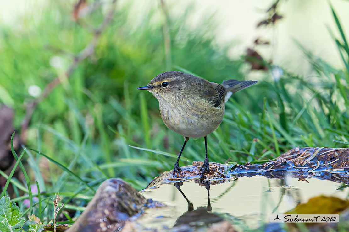 Phylloscopus collybita :  Luì piccolo ;  Common Chiffchaff