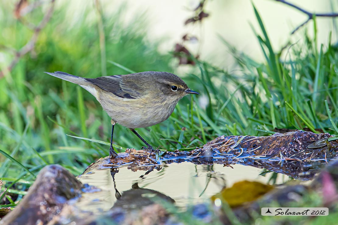 Phylloscopus collybita :  Luì piccolo ;  Common Chiffchaff