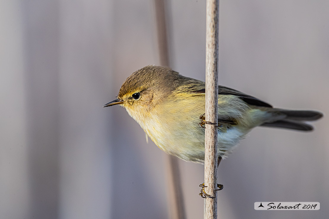 Phylloscopus collybita :  Luì piccolo ;  Common Chiffchaff