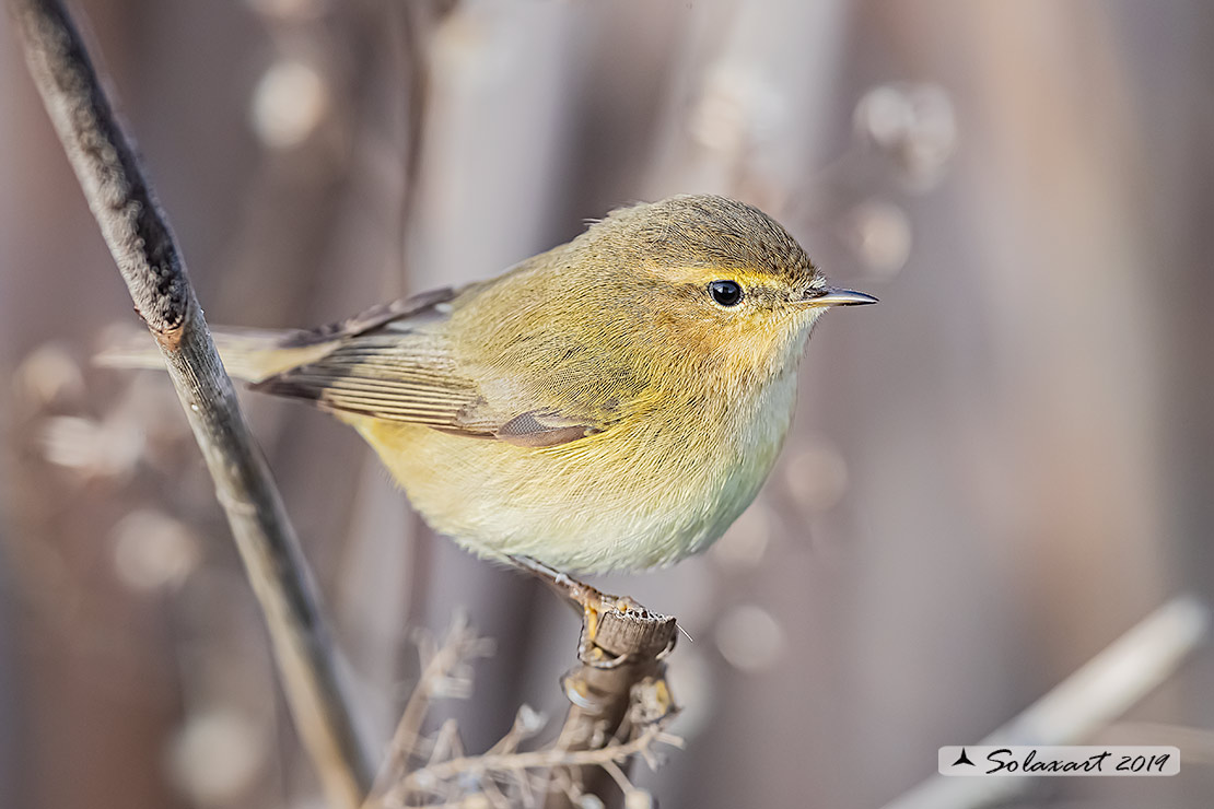 Phylloscopus collybita :  Luì piccolo ;  Common Chiffchaff