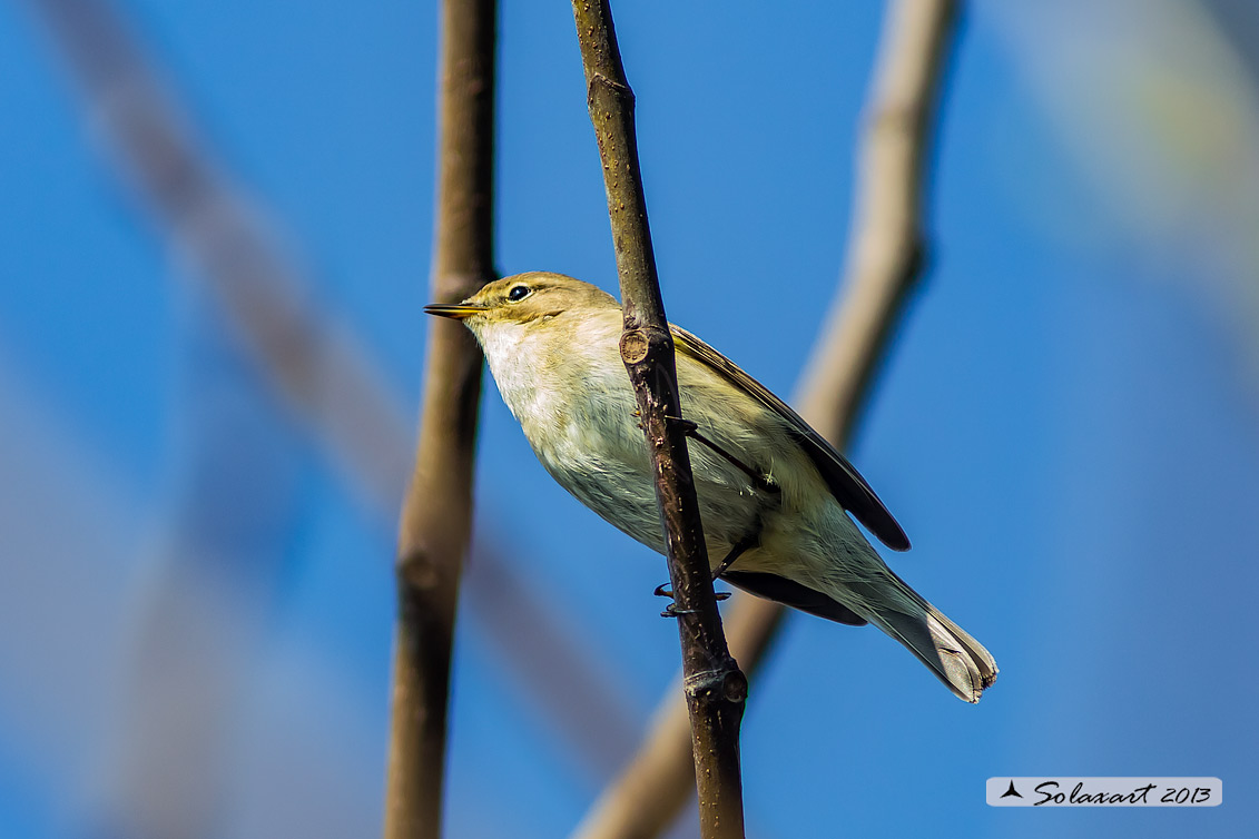 Phylloscopus collybita : Luì piccolo ; Common Chiffchaff