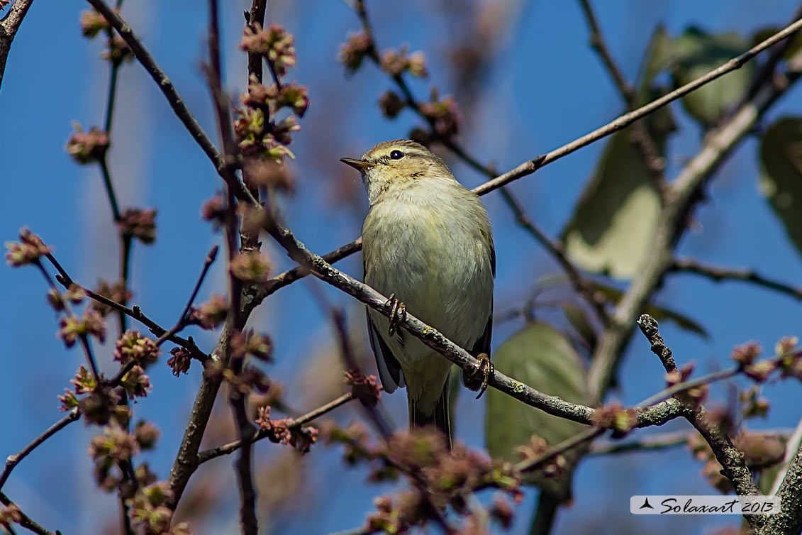 Phylloscopus collybita : Luì piccolo ; Common Chiffchaff