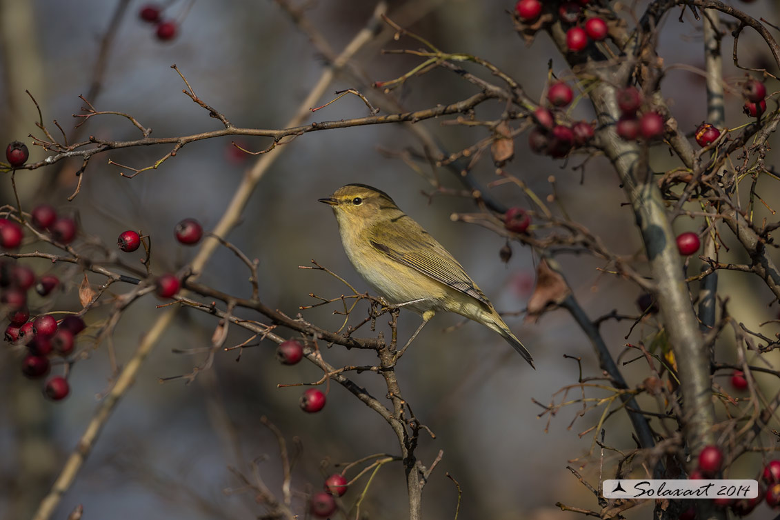 Phylloscopus collybita : Luì piccolo ;  Common Chiffchaff