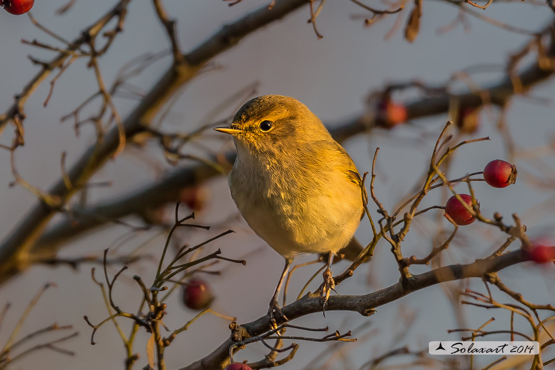 Phylloscopus collybita : Luì piccolo ; Common Chiffchaff