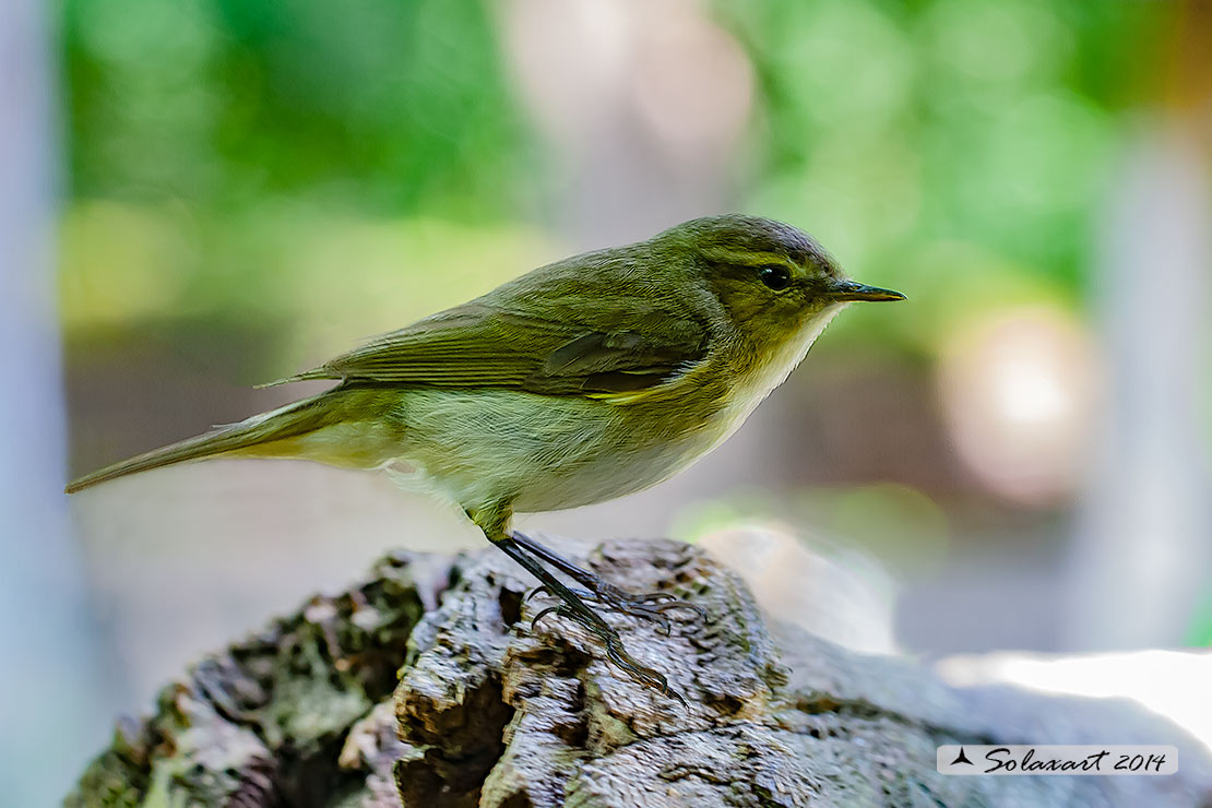 Phylloscopus sibilatrix : Luì verde ; Wood Warbler