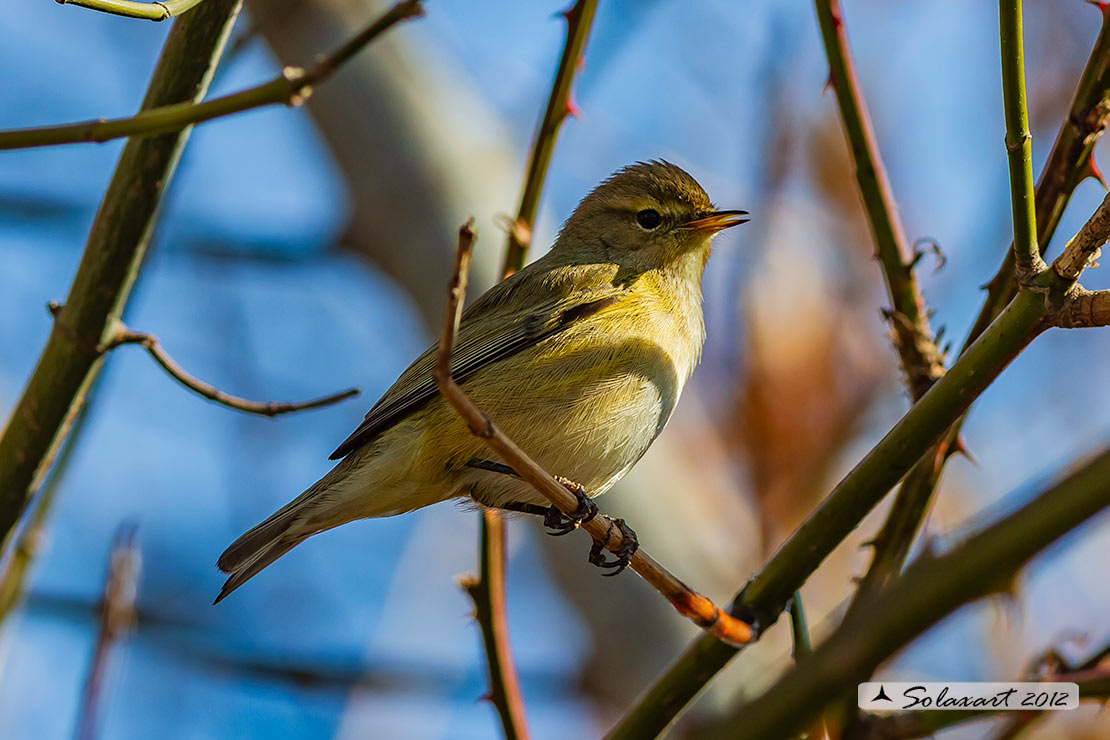Phylloscopus sibilatrix : Luì verde ; Wood Warbler