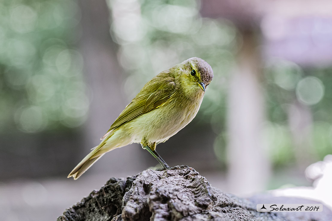 Phylloscopus sibilatrix : Luì verde ; Wood Warbler
