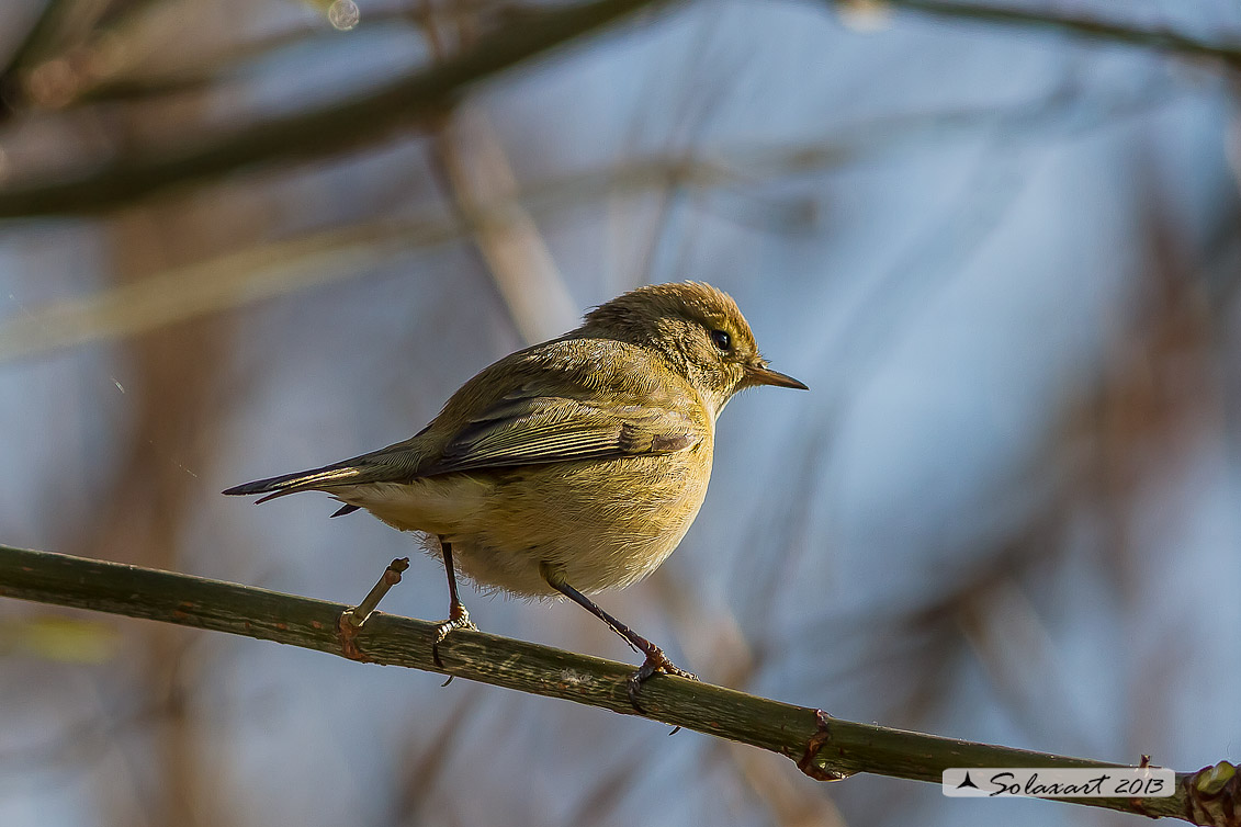 Phylloscopus sibilatrix : Luì verde ; Wood Warbler