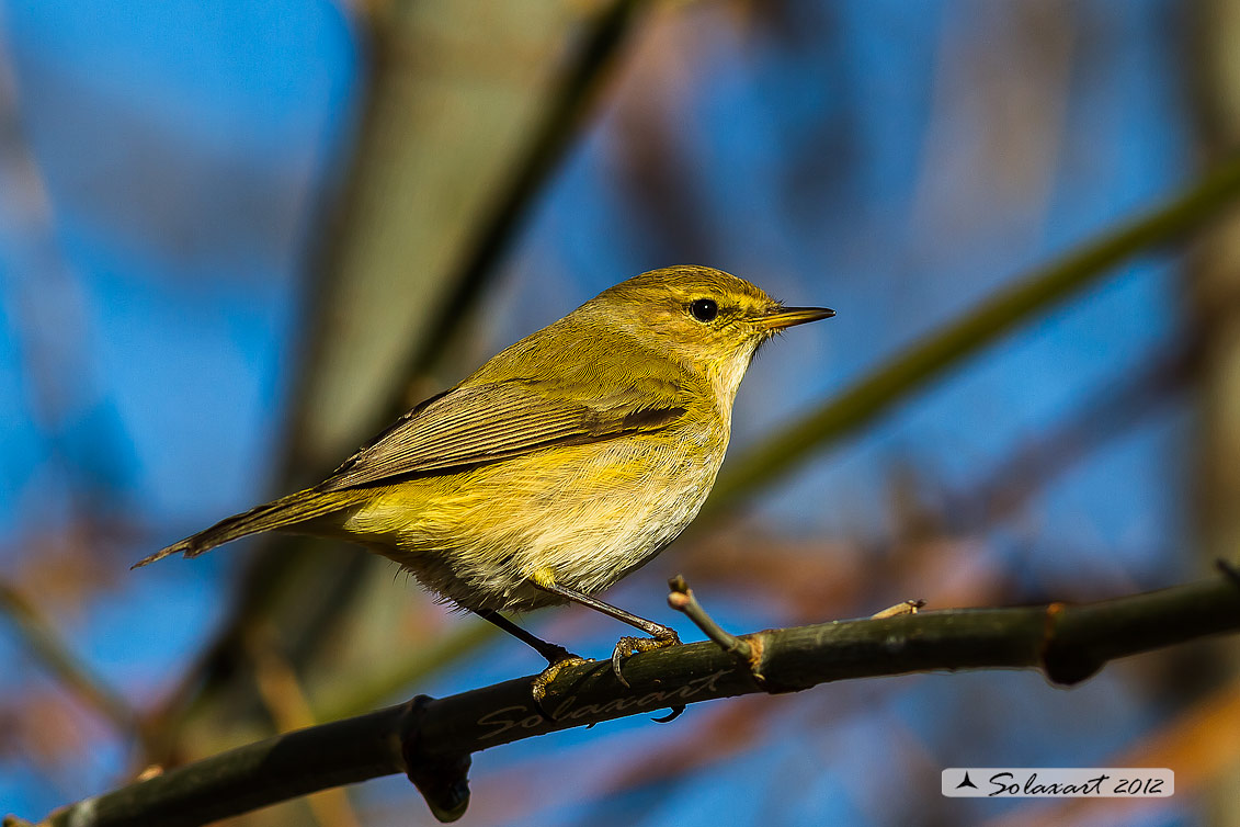 Phylloscopus sibilatrix : Luì verde ; Wood Warbler