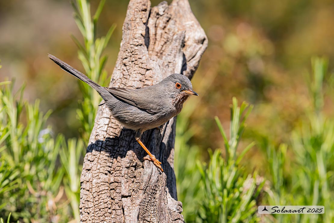 Sylvia undata: Magnanina; Dartford warbler