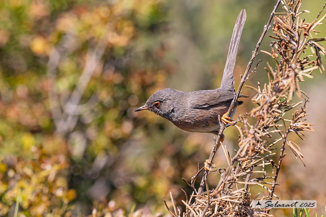 Sylvia undata: Magnanina; Dartford warbler