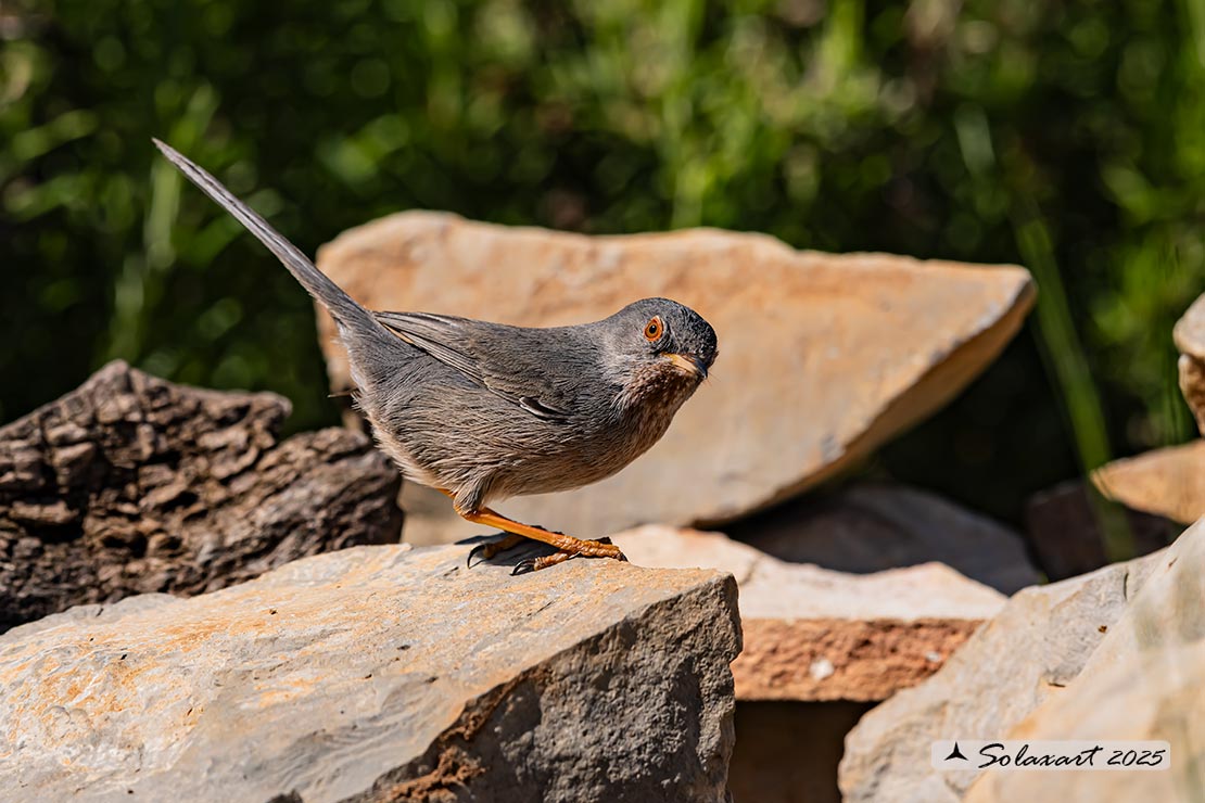 Sylvia undata: Magnanina; Dartford warbler