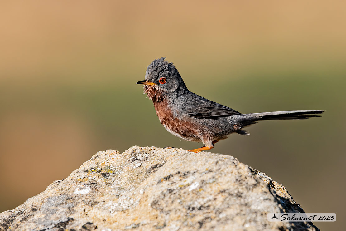 Sylvia undata: Magnanina; Dartford warbler