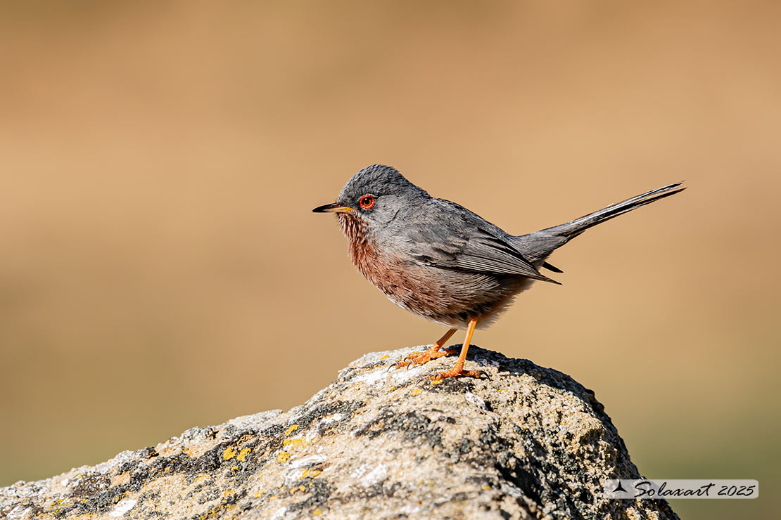 Sylvia undata: Magnanina; Dartford warbler