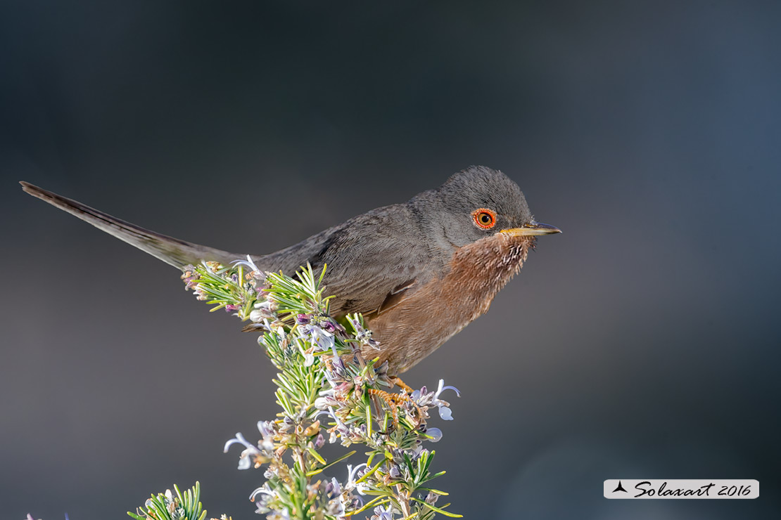 Sylvia undata: Magnanina; Dartford warbler