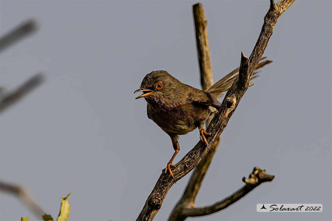 Sylvia undata: Magnanina; Dartford warbler