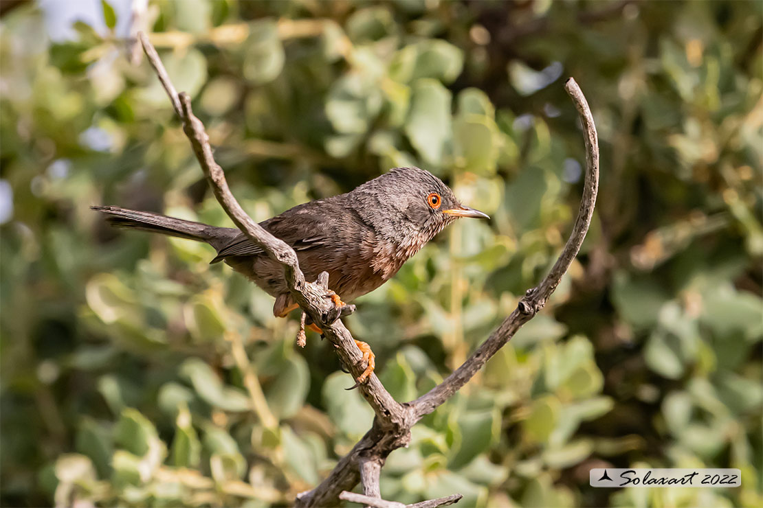 Sylvia undata: Magnanina; Dartford warbler