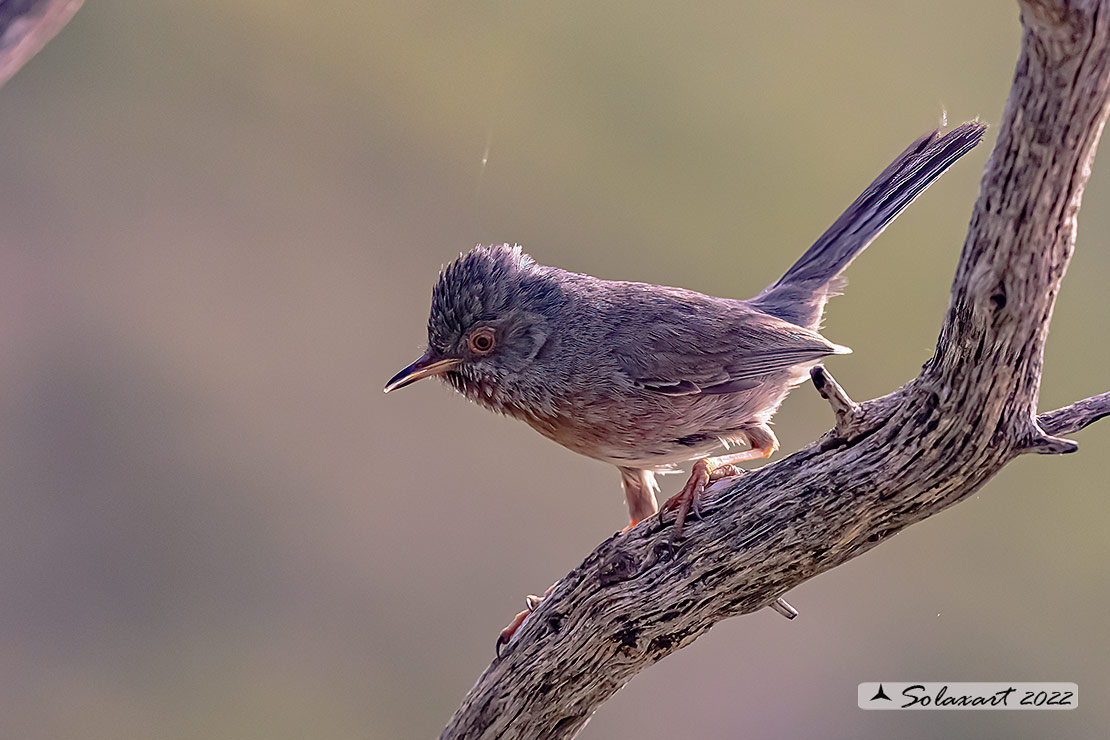 Sylvia undata: Magnanina; Dartford warbler