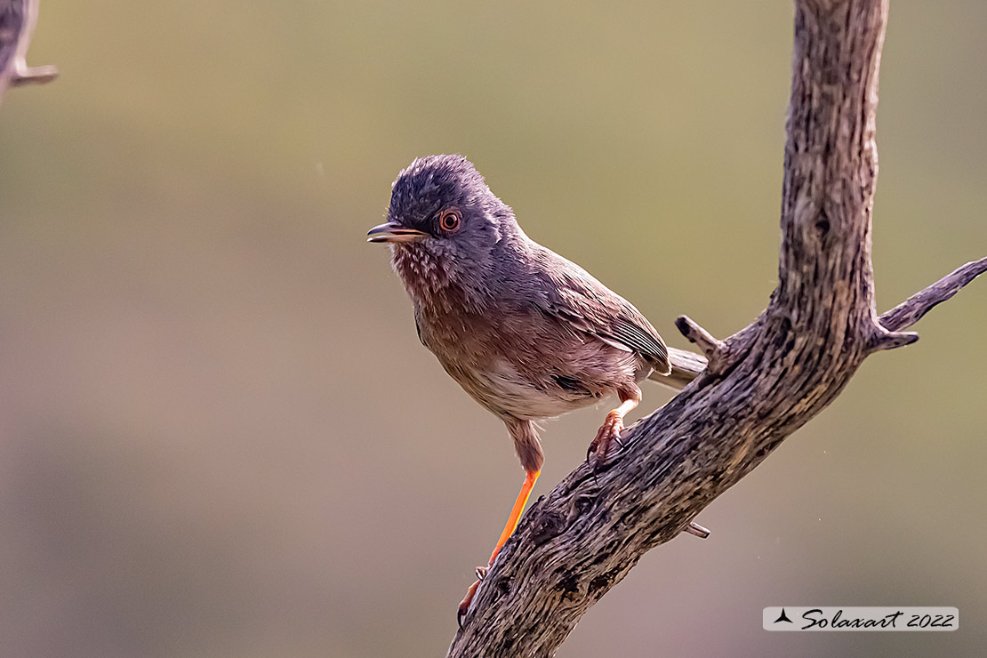 Sylvia undata: Magnanina; Dartford warbler