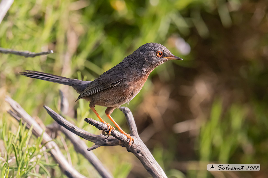 Sylvia undata: Magnanina; Dartford warbler
