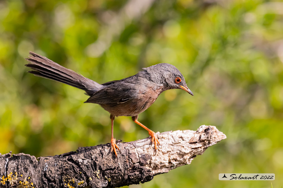 Sylvia undata: Magnanina; Dartford warbler