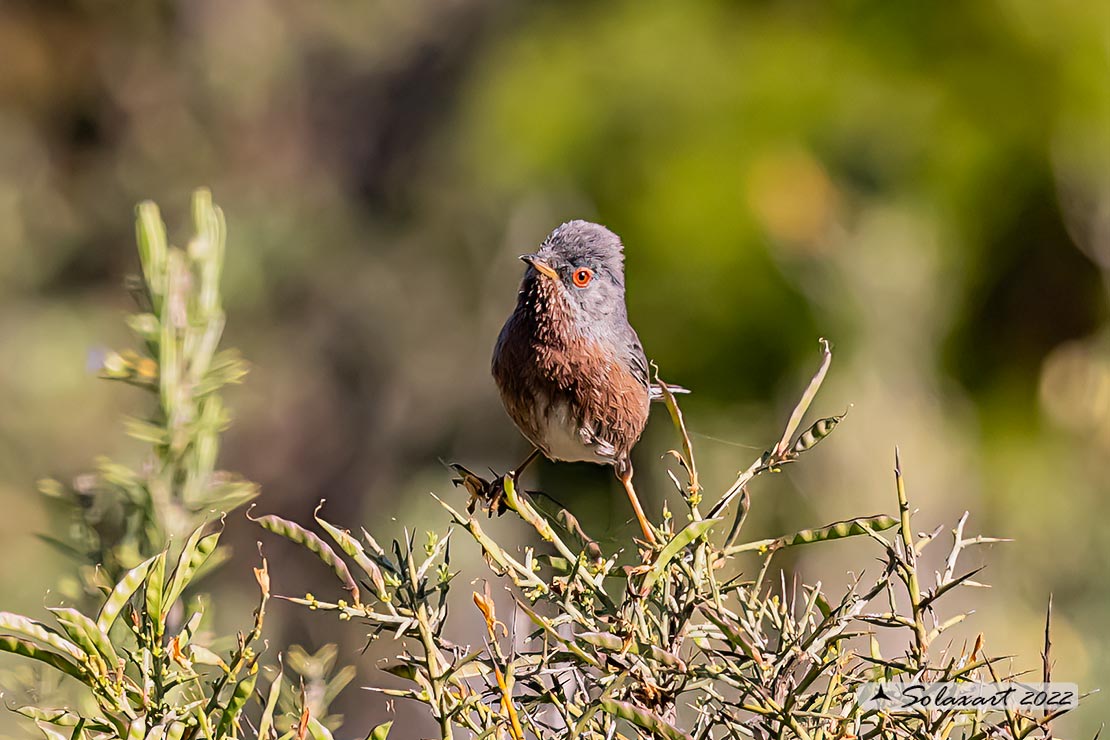 Sylvia undata: Magnanina; Dartford warbler