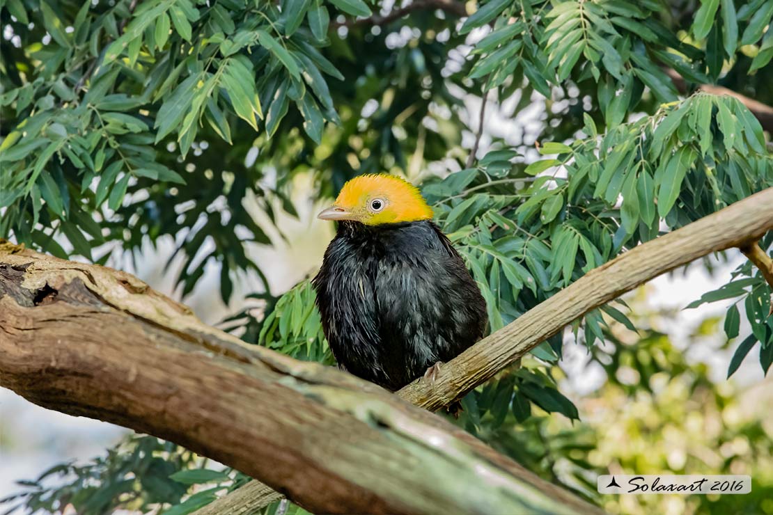 Ceratopipra erythrocephala; Manachino testadorata; Golden-headed Manakin