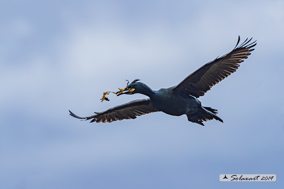 Phalacrocorax aristotelis: Marangone dal ciuffo; European Shag