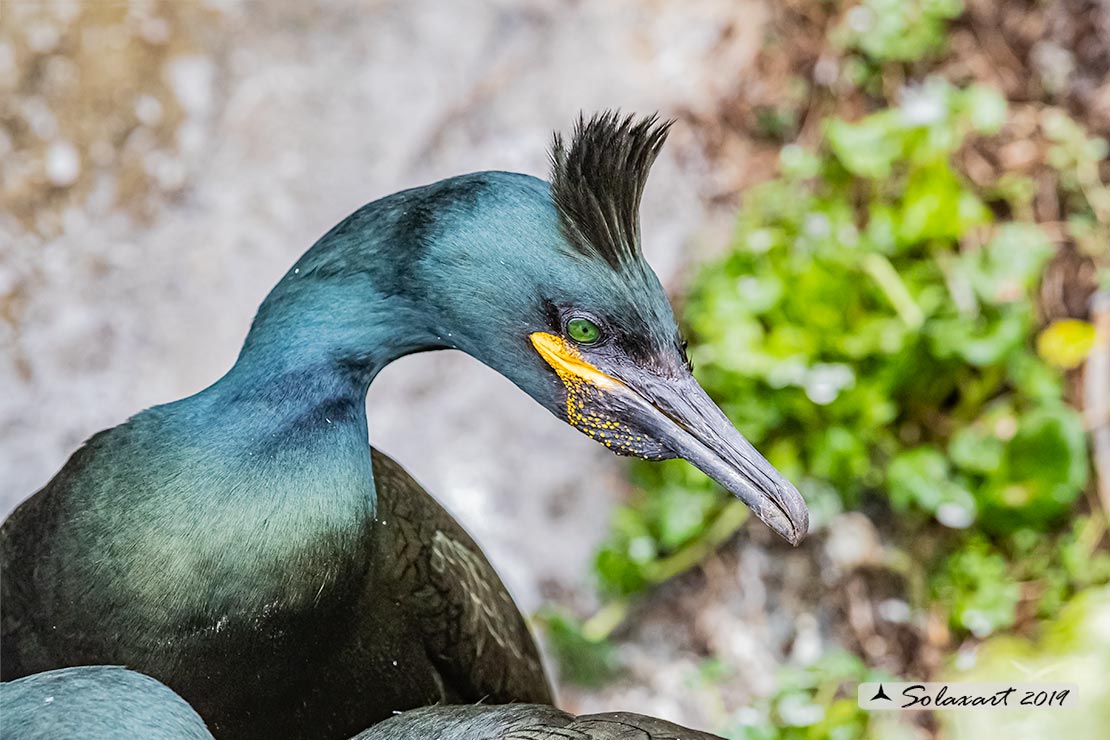 Phalacrocorax aristotelis: Marangone dal ciuffo; European Shag