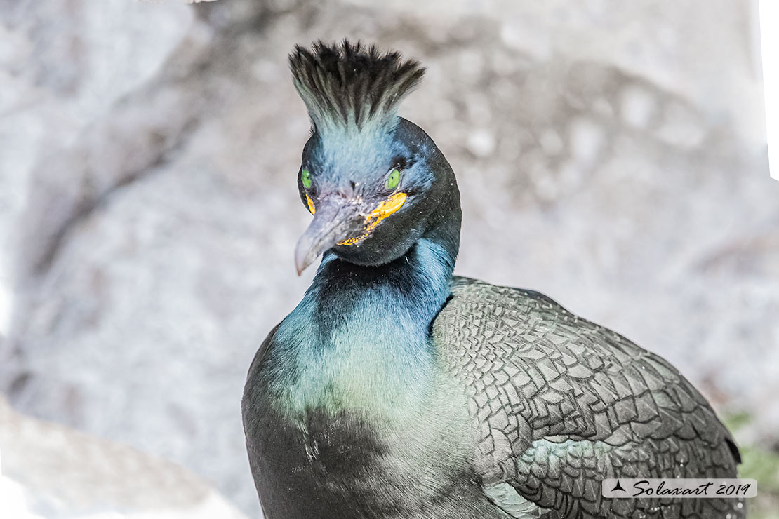 Phalacrocorax aristotelis: Marangone dal ciuffo; European Shag