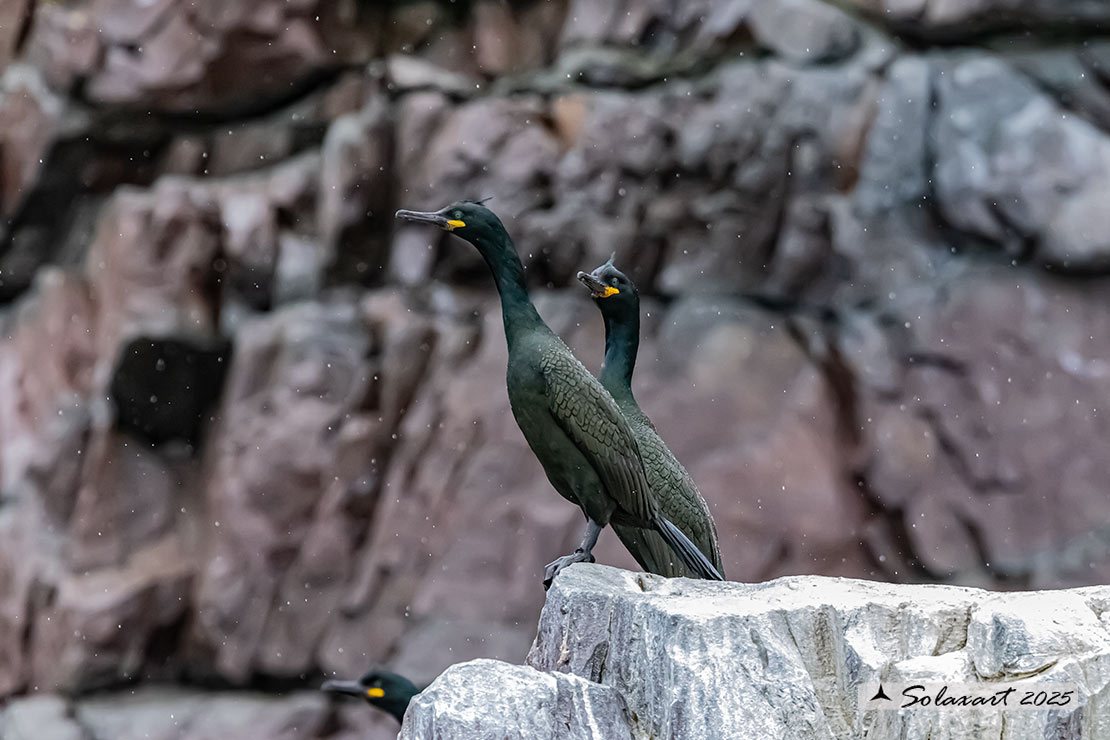 Phalacrocorax aristotelis: Marangone dal ciuffo; European Shag