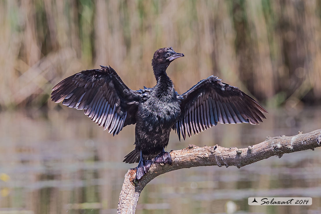 Microcarbo pygmeus: Marangone minore; Pygmy Cormorant