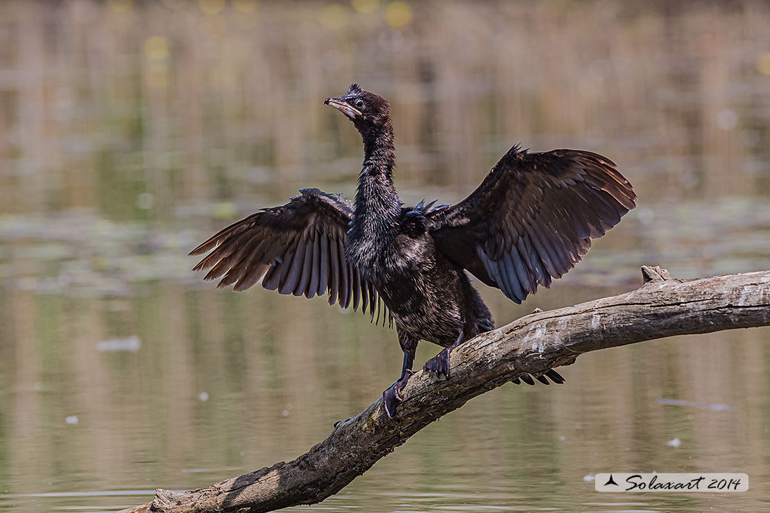 Microcarbo pygmeus: Marangone minore; Pygmy Cormorant