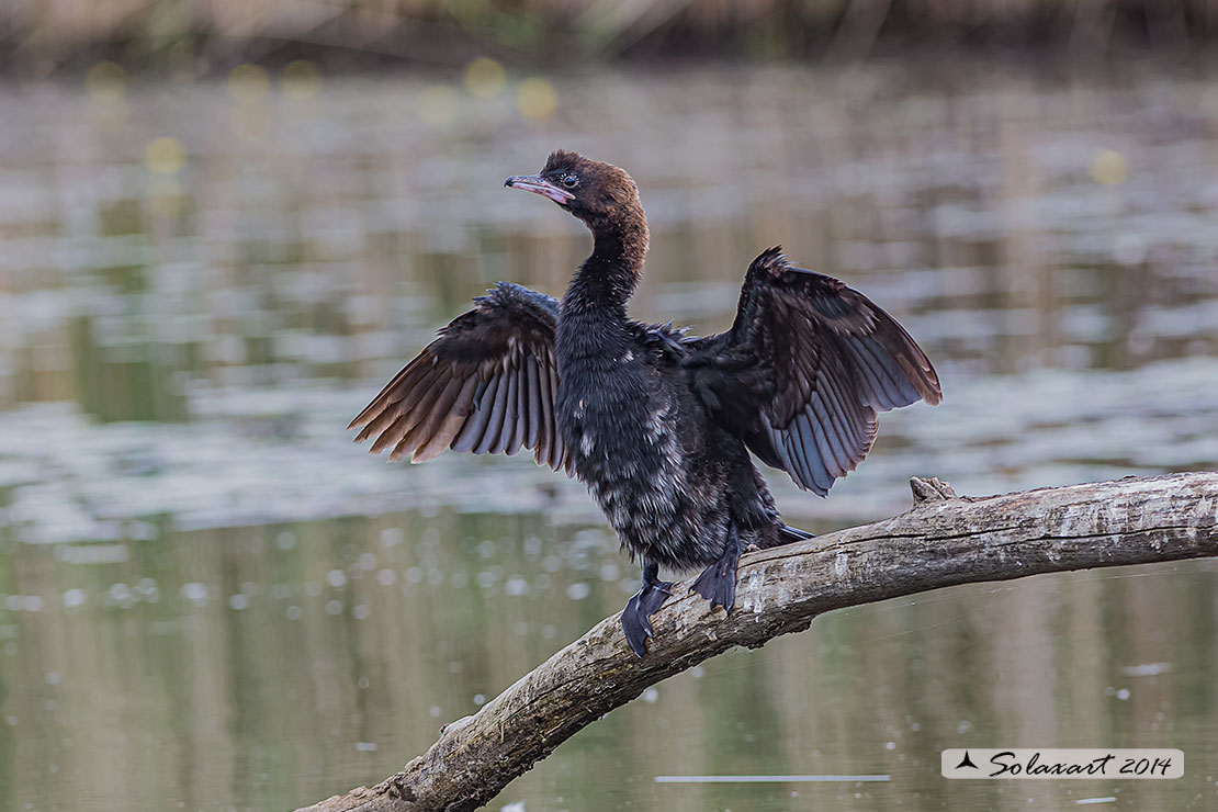 Microcarbo pygmeus: Marangone minore; Pygmy Cormorant