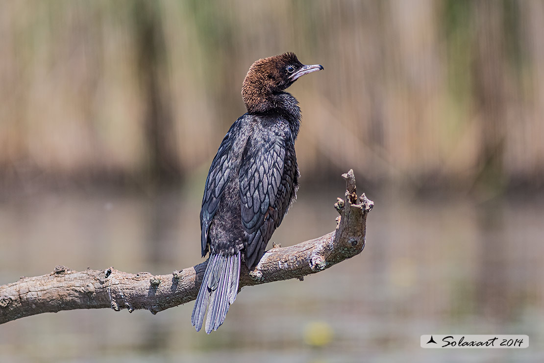 Microcarbo pygmeus: Marangone minore; Pygmy Cormorant