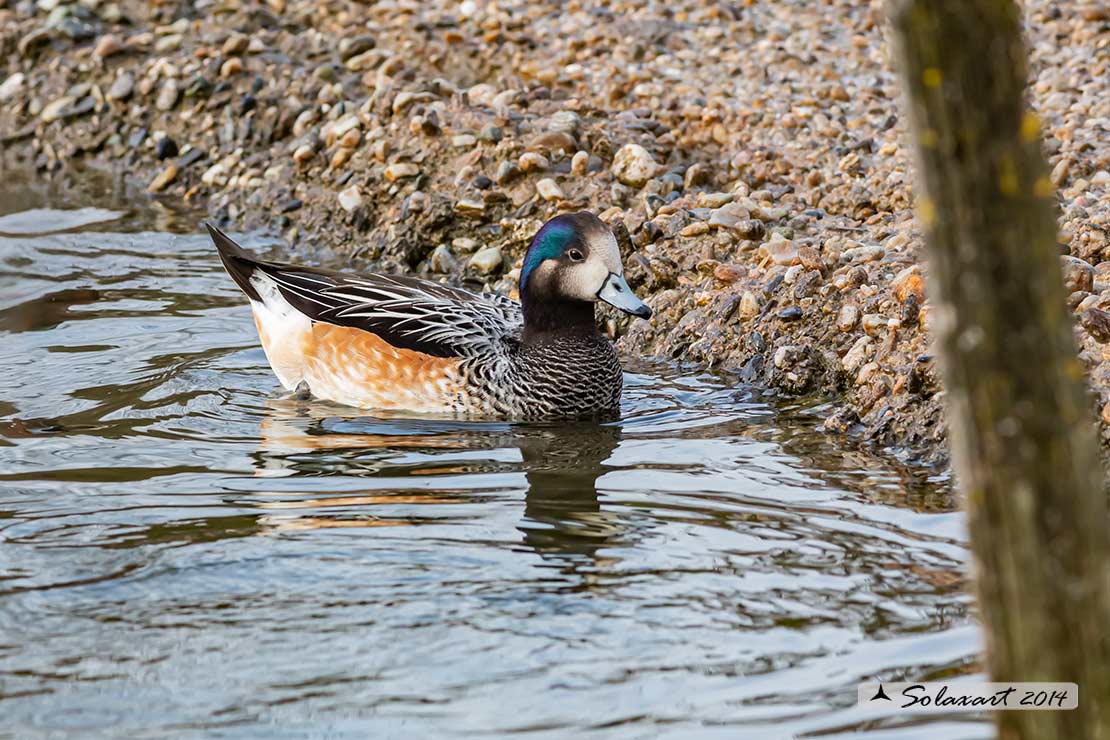 Anas o Mareca  sibilatrix :  Fischione del Cile; Chiloe Wigeon